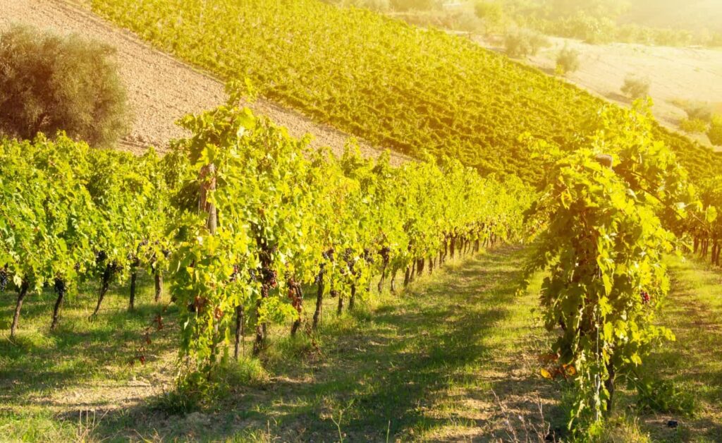 winnica w Bochotnicy